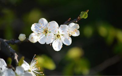 cherry-plum-regulation-emotions-mental-fleur-de-bach-34