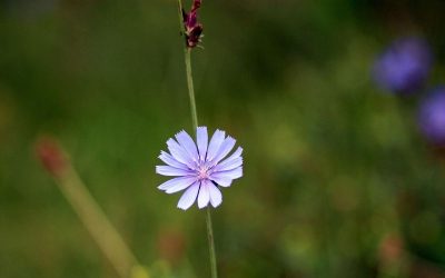 chicory-changement-de vie-separation-deuil demenagement