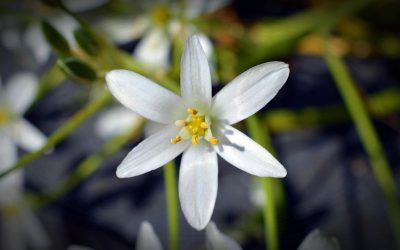 confiance-en-soi-calme-interieur-star-of-bethlehem-34