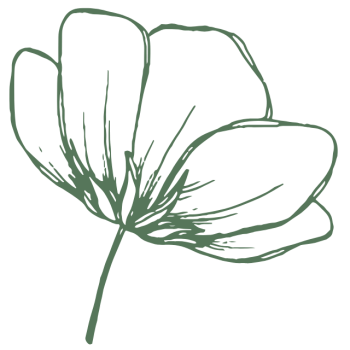 fleur fond transparent