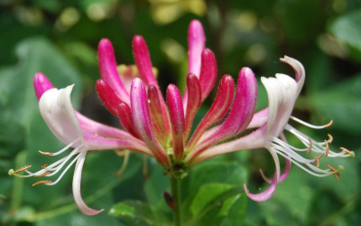 fleurs-de-bach-apaisement des tensions relationnelles