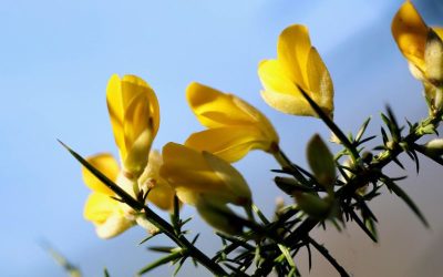 gorse-fatigue-doute-perte-de-motivation-fleurs-de-bach-jacou-montpellier